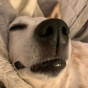 Meet your Posher, Gypsy